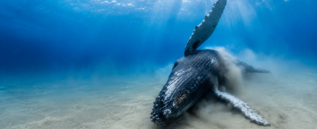 Scientists Found a Secret Underwater Spa Where Humpback Whales Go to Heal Themselves