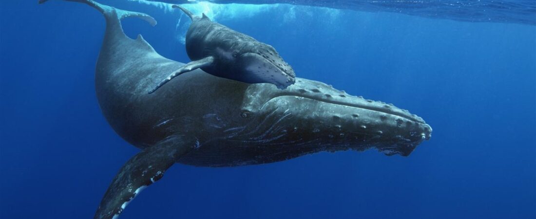 🐋 THE CHILD WHO COULD NOT WAKE HER: The Heartbreaking True Story of Baby Whale Orphans — And What Scientists Found 3 Months Later